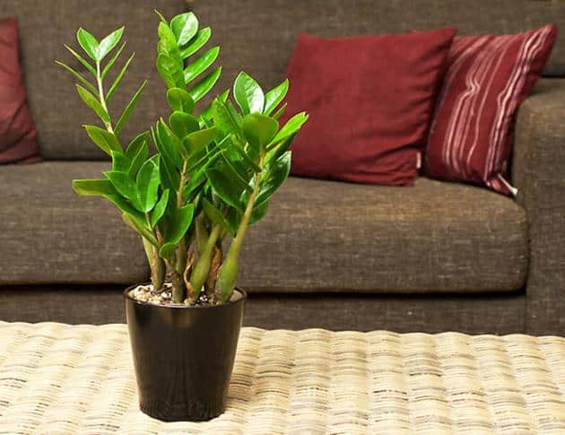 Nguyên nhân cây kim tiền bị vàng lá và cách khắc phục 6 Giải pháp khắc phục cây kim tiền bị vàng lá và xách sử lý