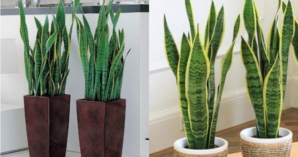 Cây lưỡi hổ ý nghĩa phong thuỷ và tác dụng ít người biết 4 những cây lưỡi hỗ trồng chậu phát triển khỏe mạnh