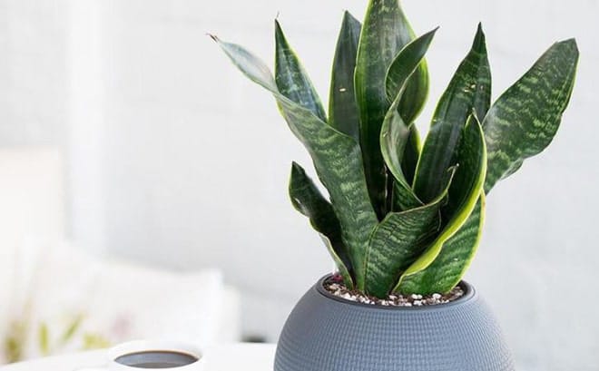 Cây lưỡi hổ ý nghĩa phong thuỷ và tác dụng ít người biết 5 cách trồng cây lưỡi hỗ độc đáo