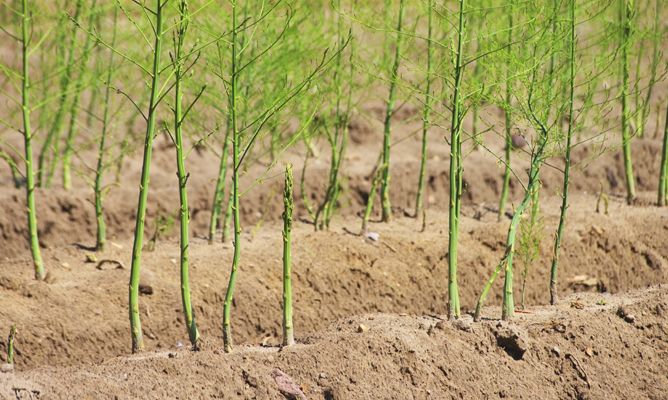 "Tất tần tật" về cách trồng măng tây 8 cách trồng măng tây