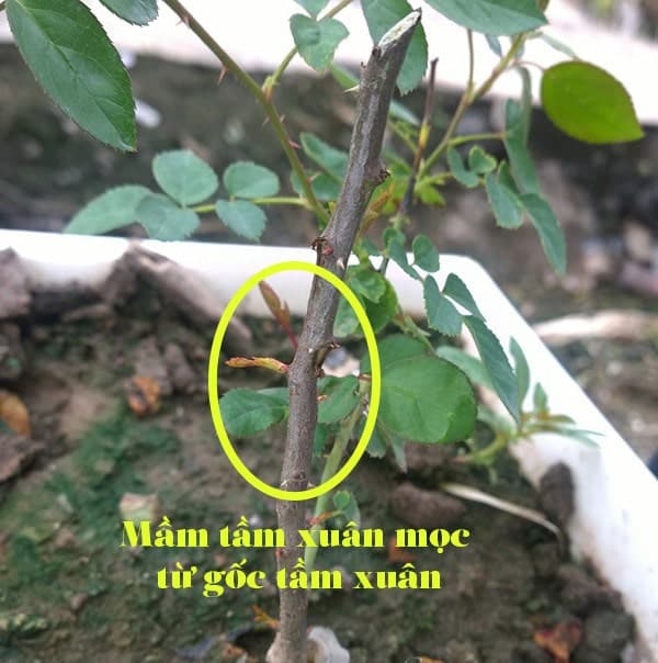 Đặc điểm và kỹ thuật cây tầm xuân 3 cành cây tầm xuân