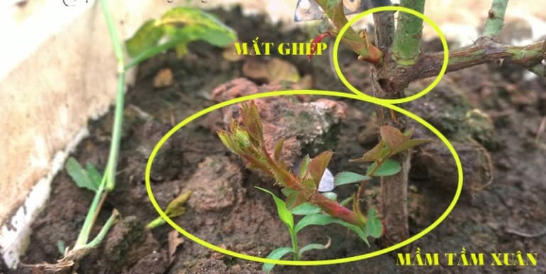 Đặc điểm và kỹ thuật cây tầm xuân 2 cây tuần xuân mọc dưới gốc ghép