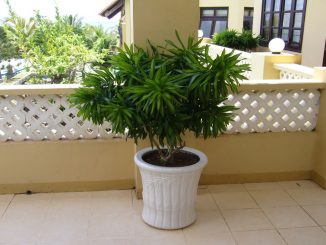Ý nghĩa và cách trồng cây trúc bách hợp 13 cay truc bach hop 6