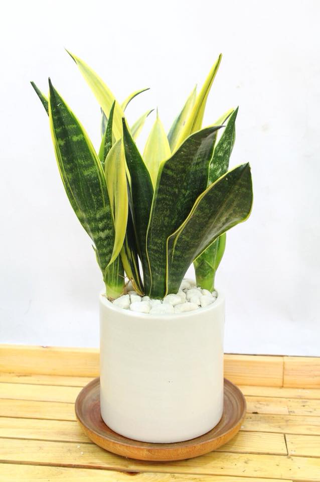 Cây lưỡi hổ ý nghĩa phong thuỷ và tác dụng ít người biết 13 cây lưỡi hổ hợp với tuổi nào
