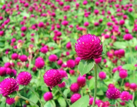Nhưng lưu ý bổ ích khi trồng hoa cúc bách nhật 6 Những lưu ý bổ ích khi trồng hoa cúc bách nhật