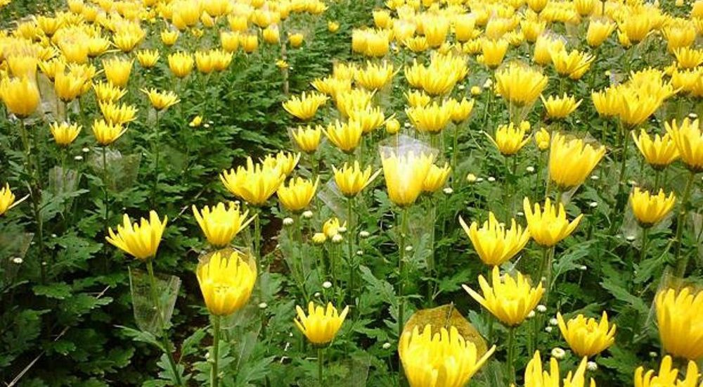 Hoa cúc đà lạt khoe sắc-các loại hoa cúc đà lạt 2 các loại hoa cúc đà lạt