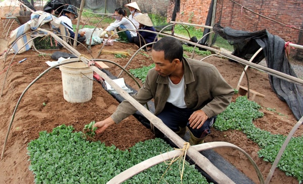 Hoa cúc đà lạt khoe sắc-các loại hoa cúc đà lạt 4 thời vụ trồng hoa cúc đà lạt