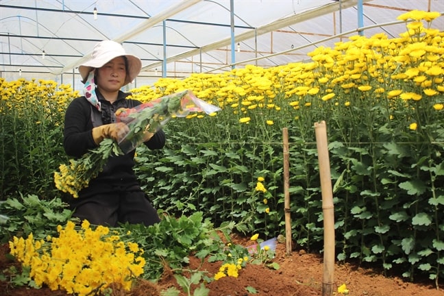 Hoa cúc đà lạt khoe sắc-các loại hoa cúc đà lạt 9 các loại hoa cúc đà lạt