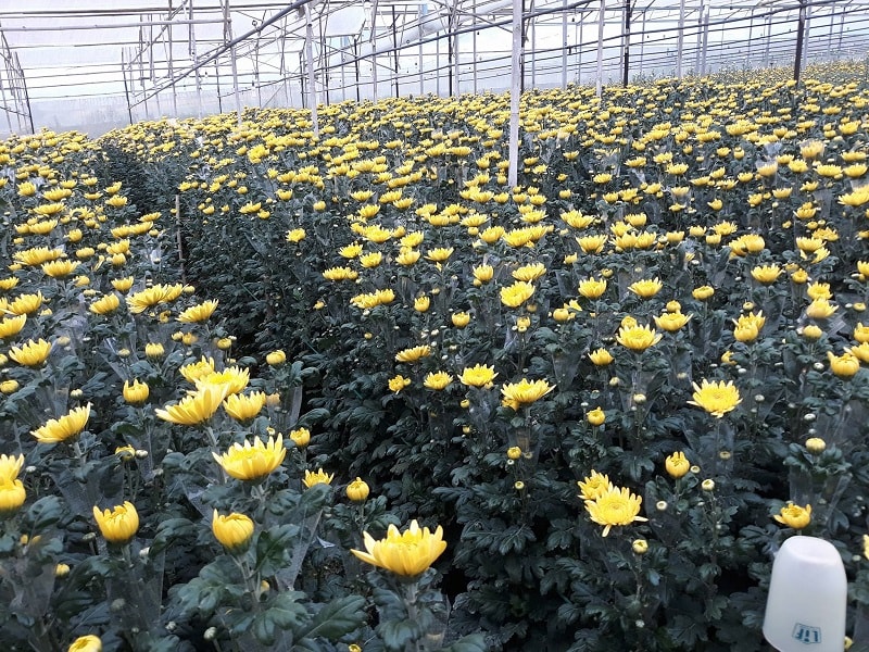 Hoa cúc đà lạt khoe sắc-các loại hoa cúc đà lạt 17 vườn hoa cúc cho thu hoạch rộ