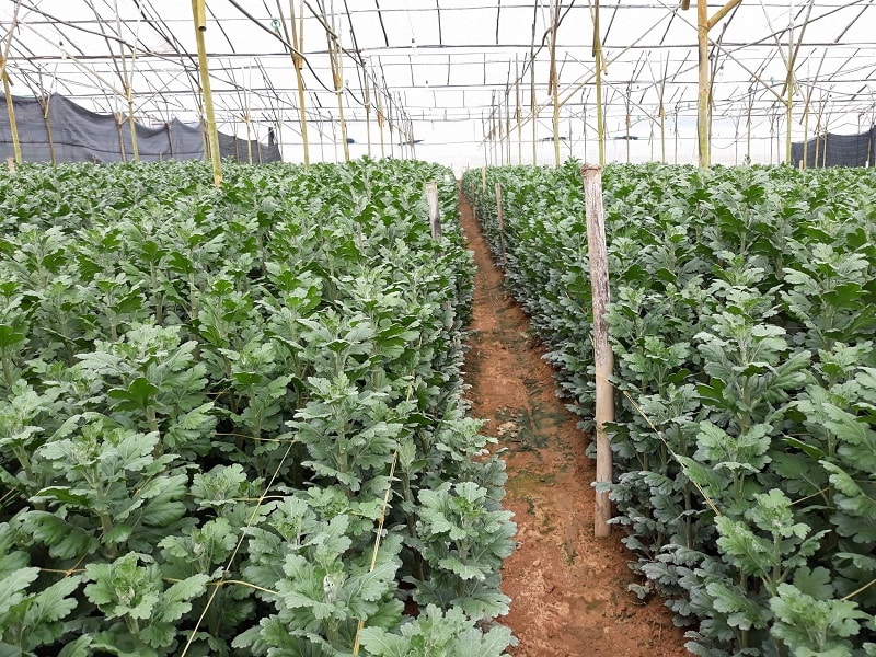Hoa cúc đà lạt khoe sắc-các loại hoa cúc đà lạt 15 những cây hoa cúc đà lạt đang phát triển khỏe mạnh