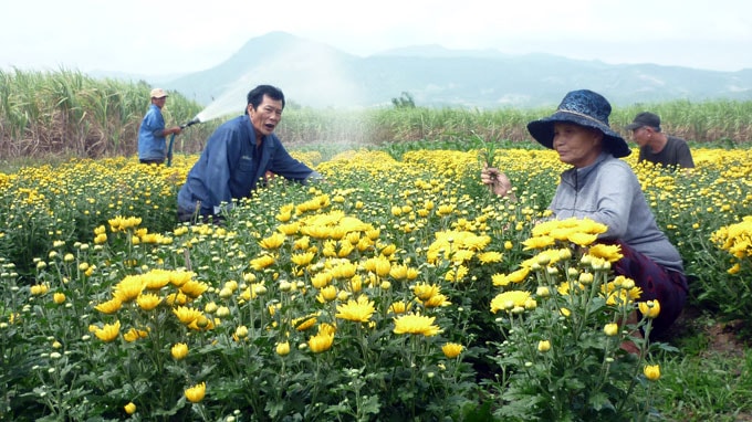 Hoa cúc đà lạt khoe sắc-các loại hoa cúc đà lạt 19 thu hoach cúc vàng chùm