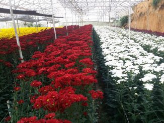 Hoa cúc đà lạt khoe sắc-các loại hoa cúc đà lạt 5 hoa cuc da lat 6 min