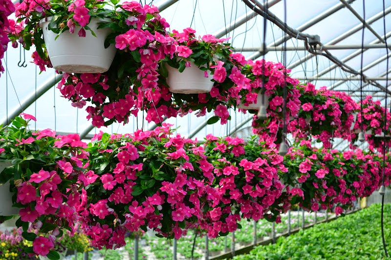 Hướng dẫn cách trồng hoa dạ yến thảo bằng cành 2 những chậu hoa dạ yến thảo xếp thẳng hàng
