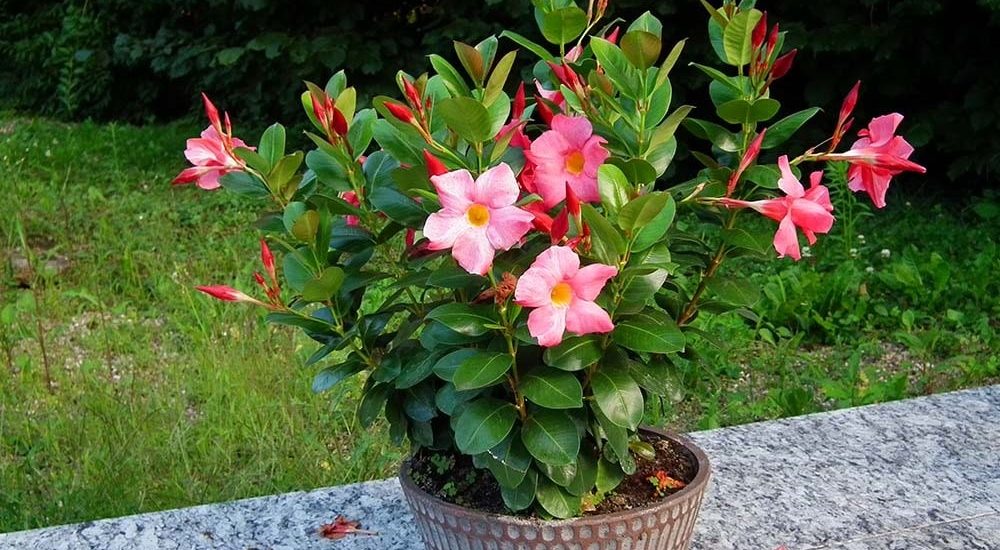 Bật mí cách chăm sóc và trồng hoa hồng anh rực rỡ 3 cây hoa hồng anh trồng chậu