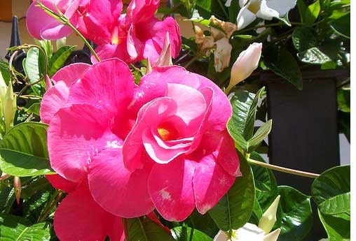 Bật mí cách chăm sóc và trồng hoa hồng anh rực rỡ 5 bông hoa hồng anh khoe sắc dưới ánh nắng