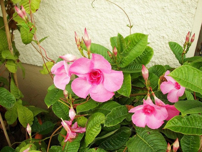 Bật mí cách chăm sóc và trồng hoa hồng anh rực rỡ 6 cách chăm sóc và trồng hoa hồng anh rực rỡ