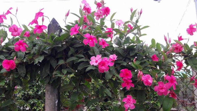 hoa-hong-anh (3)