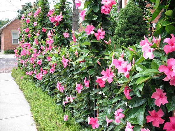 Bật mí cách chăm sóc và trồng hoa hồng anh rực rỡ 2 vẻ đẹp của cây hồng anh