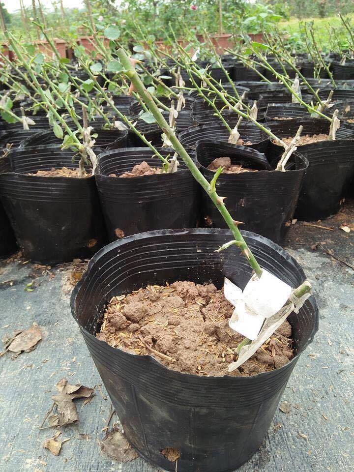 Cách trồng hoa hồng leo pháp vô cùng đơn giản 3 những cây hoa hồng leo pháp nhỏ