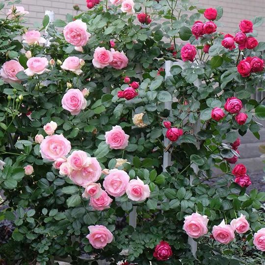 Cách trồng hoa hồng leo pháp vô cùng đơn giản 10 hoa hồng leo pháp cho hoa nhiều hơn
