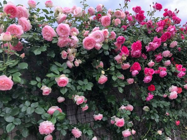 Cách trồng hoa hồng leo pháp vô cùng đơn giản 6 kỹ thuật cách trồng hoa hồng leo pháp tại nhà