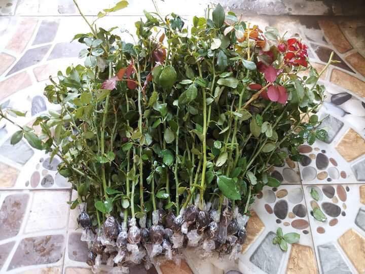 Hướng dẫn cách trồng cây hoa hồng tỉ muội tại nhà 6 Chọn đất và làm đất để trồng hồng tỉ muội