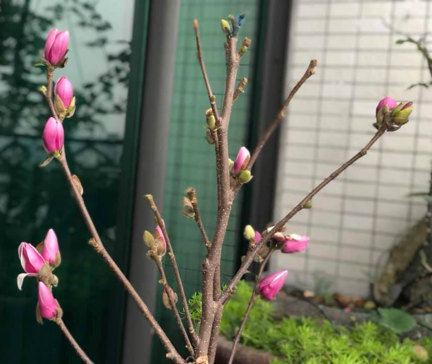 Cây hoa mộc lan - thơm nồng nàn - cây cảnh khuôn viên đẹp 13 những nụ hoa mộc lan khóe nở