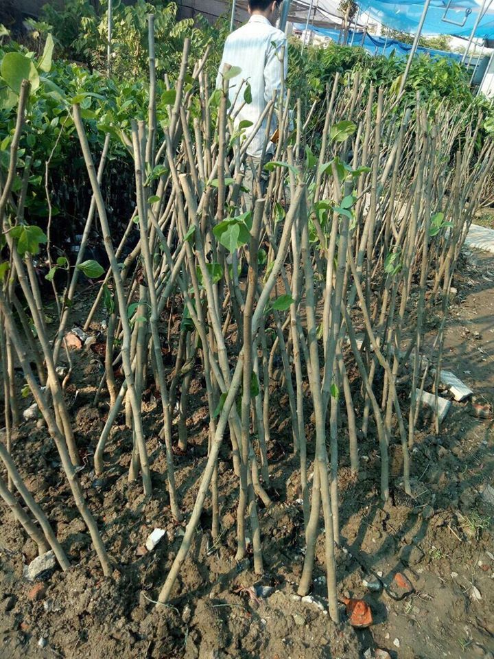 Cây hoa mộc lan - thơm nồng nàn - cây cảnh khuôn viên đẹp 21 cây mộc lan nhỏ