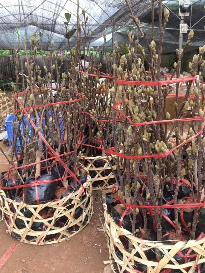 Cây hoa mộc lan - thơm nồng nàn - cây cảnh khuôn viên đẹp 22 Cách trồng và chăm sóc cây hoa mộc lan tại nhà