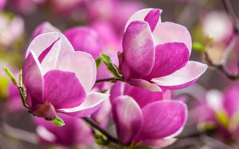 Cây hoa mộc lan - thơm nồng nàn - cây cảnh khuôn viên đẹp 5 cây hoa mộc lan có dễ trồng không
