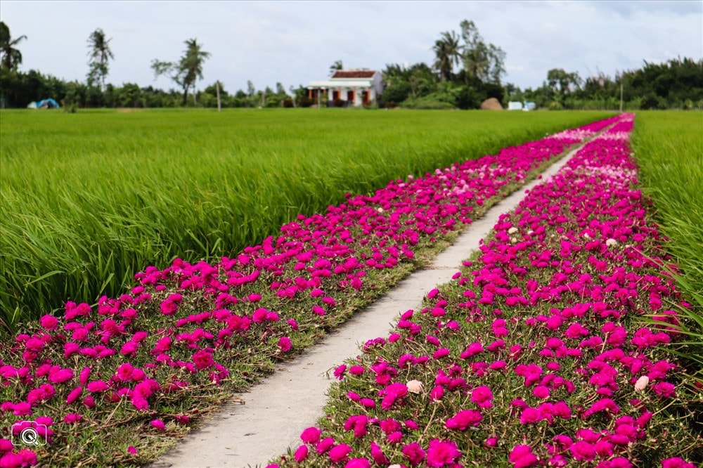 Giải đáp thắc mắc: Cách trồng hoa mười giờ như thế nào? 4 con đường tuyệt vời với hoa mười giờ