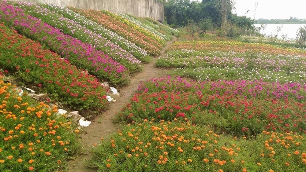 Giải đáp thắc mắc: Cách trồng hoa mười giờ như thế nào? 3 những buổi sáng bình yên vói hoa mười giờ
