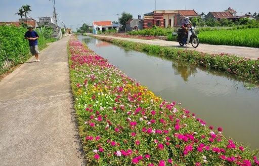 Giải đáp thắc mắc: Cách trồng hoa mười giờ như thế nào? 2 vẻ đẹp yên bình của hoa mười giờ