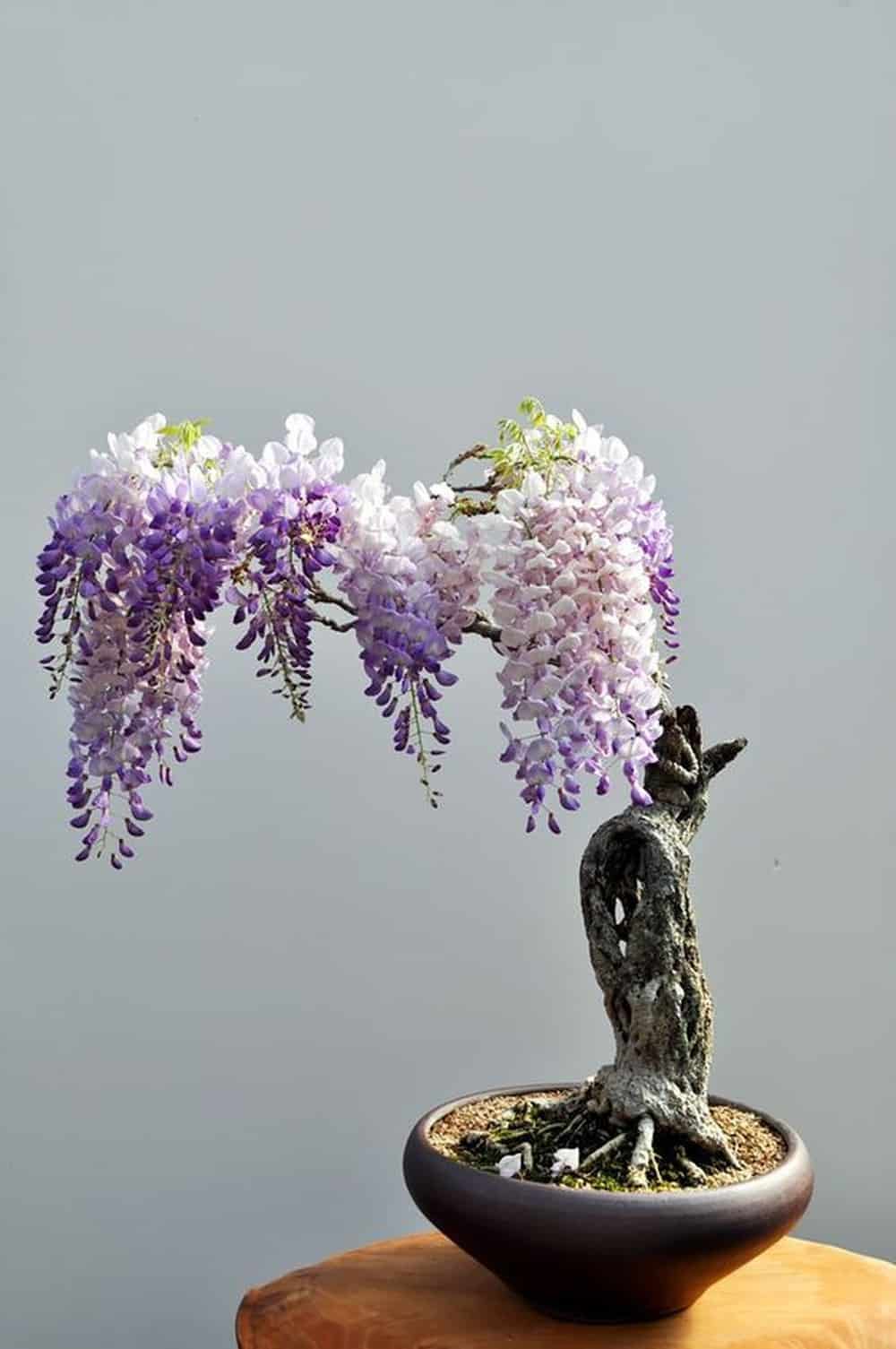 Kinh nghiệm trồng và chăm sóc hoa tử đằng 10 cây hoa tử đằng bonsai ra hoa đẹp
