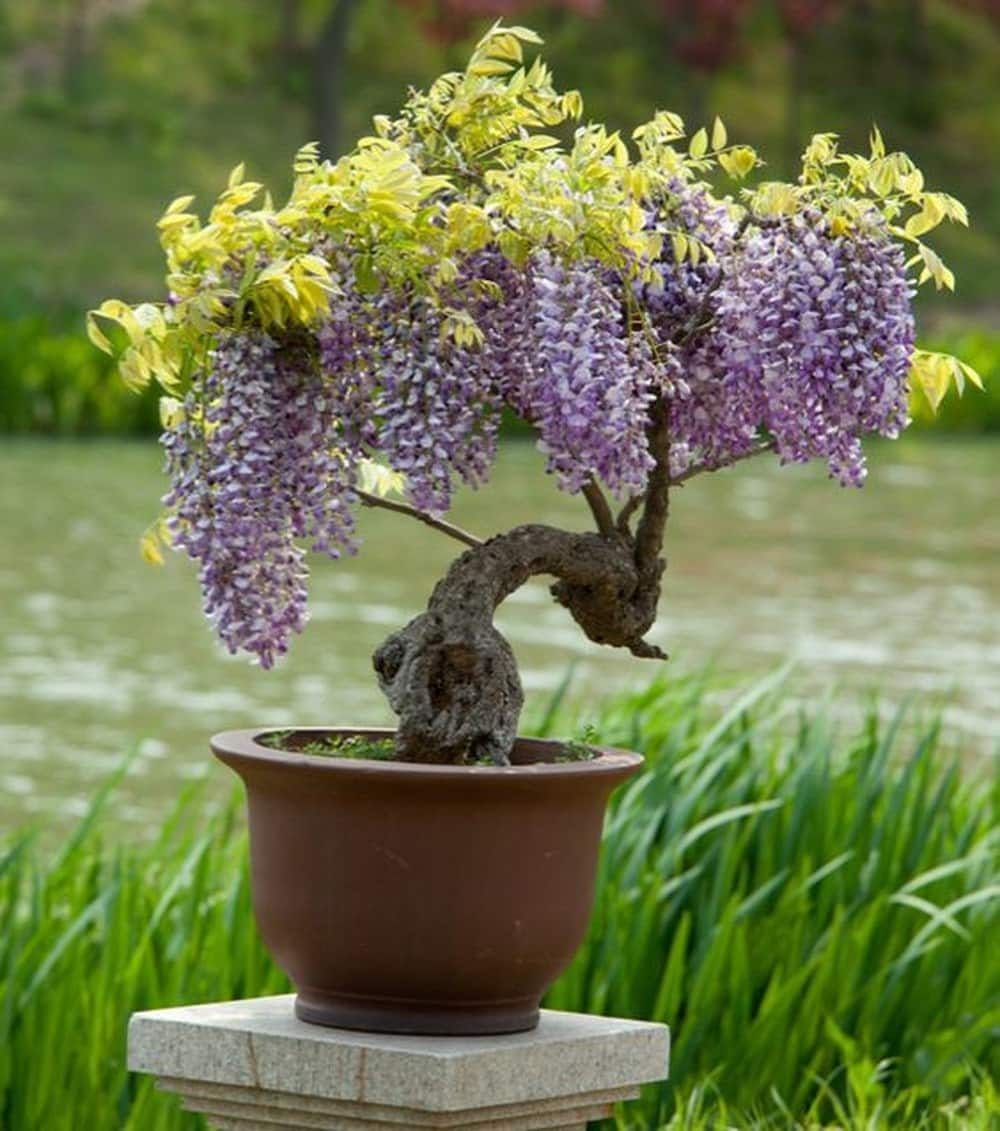 Kinh nghiệm trồng và chăm sóc hoa tử đằng 8 cây hoa tử đằng bonsai