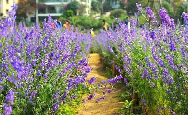 Cách trồng hoa violet tinh khôi 8 lối đi vào nhà vườn trồng hoa violet
