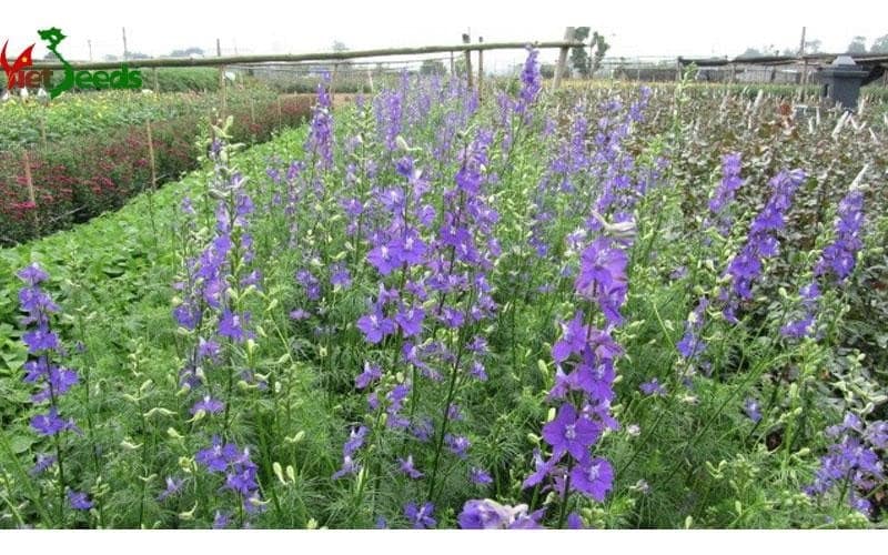 Cách trồng hoa violet tinh khôi 2 khu vườn hoa violet nở rộ trước vườn