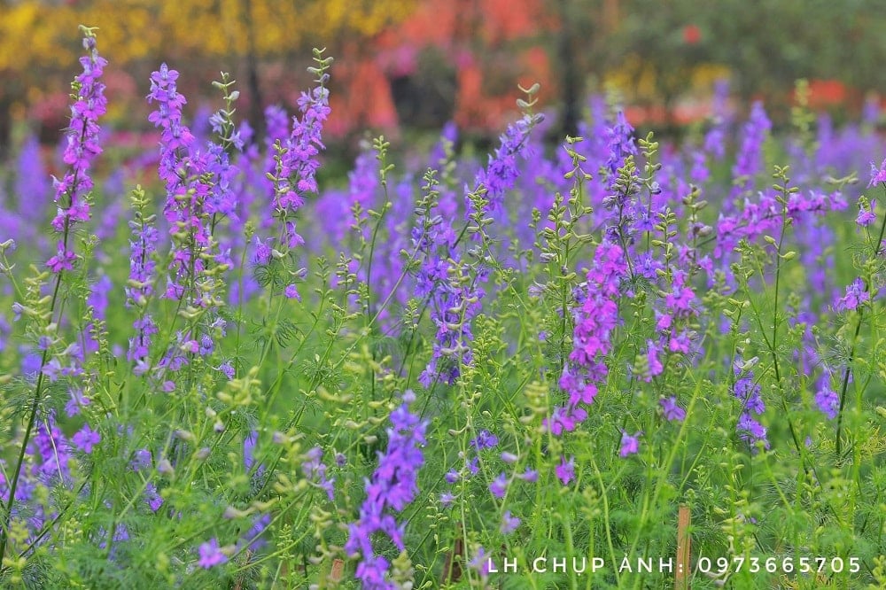 Cách trồng hoa violet tinh khôi 6 một khu vườn hoa violet trong mơ