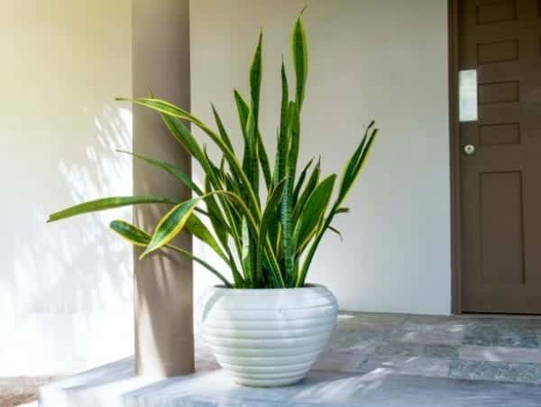 Cây lưỡi hổ ý nghĩa phong thuỷ và tác dụng ít người biết 11 cây lưỡi hỗ để trước nhà