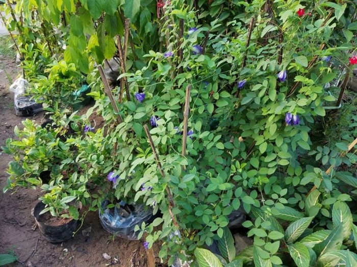 kỹ thuật chăm sóc Cây đậu biếc đơn giản 1 Cây đậu biếc
