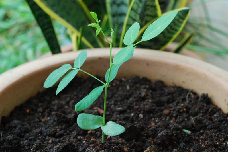 kỹ thuật chăm sóc Cây đậu biếc đơn giản 3 CÁCH TRỒNG CÂY HOA ĐẬU BIẾC