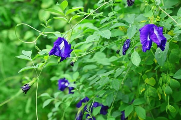 kỹ thuật chăm sóc Cây đậu biếc đơn giản 5 CHĂM SÓC CÂY HOA ĐẬU BIẾC