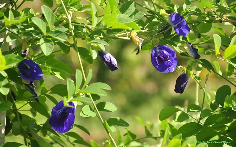 kỹ thuật chăm sóc Cây đậu biếc đơn giản 6 Ý NGHĨA CỦA HOA ĐẬU BIẾC