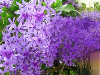 Chăm sóc Cây hoa mai xanh tuyệt đẹp 3 cay hoa mai xanh 5 min