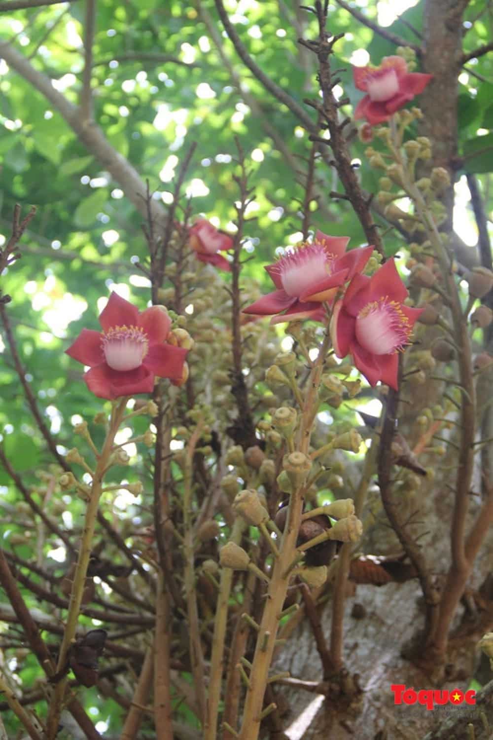 Cây ngọc kỳ lân trong phật giáo 1 cây ngọc kỳ lân ra hoa đẹp