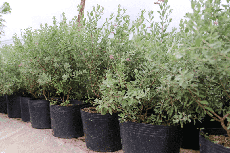 Chăm sóc Cây tuyết sơn phi hổ 11 những chậu cây tuyết sơn phi hổ con
