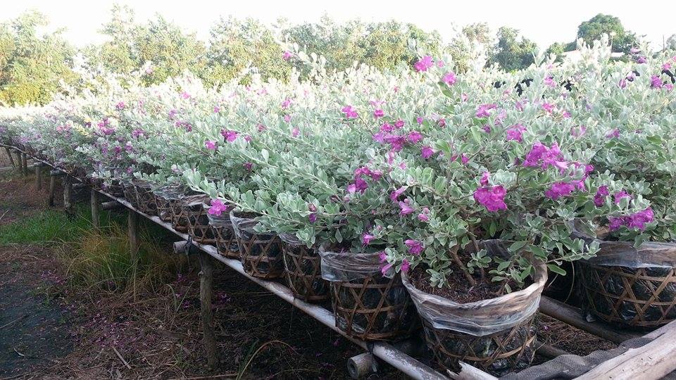 Chăm sóc Cây tuyết sơn phi hổ 6 những chậu tuyết sơn phi hổ phát triển