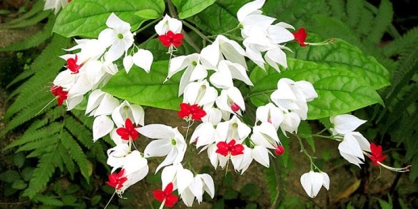 Cách chăm sóc cây Hoa ngọc nữ tuyệt đẹp ngắm mãi không chán 5 CHĂM SÓC CÂY NGỌC NỮ