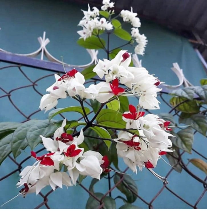 Cách chăm sóc cây Hoa ngọc nữ tuyệt đẹp ngắm mãi không chán 3 CÁCH TRỒNG CÂY HOA NGỌC NỮ