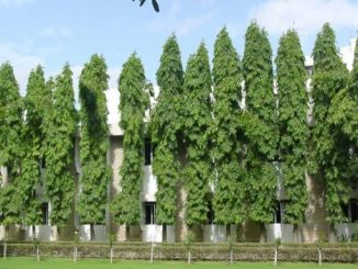 Chăm sóc Cây hoàng nam trong vườn 1 cay hoang nam 1
